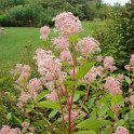 Ceanothus x pallidus Marie Simon' P12